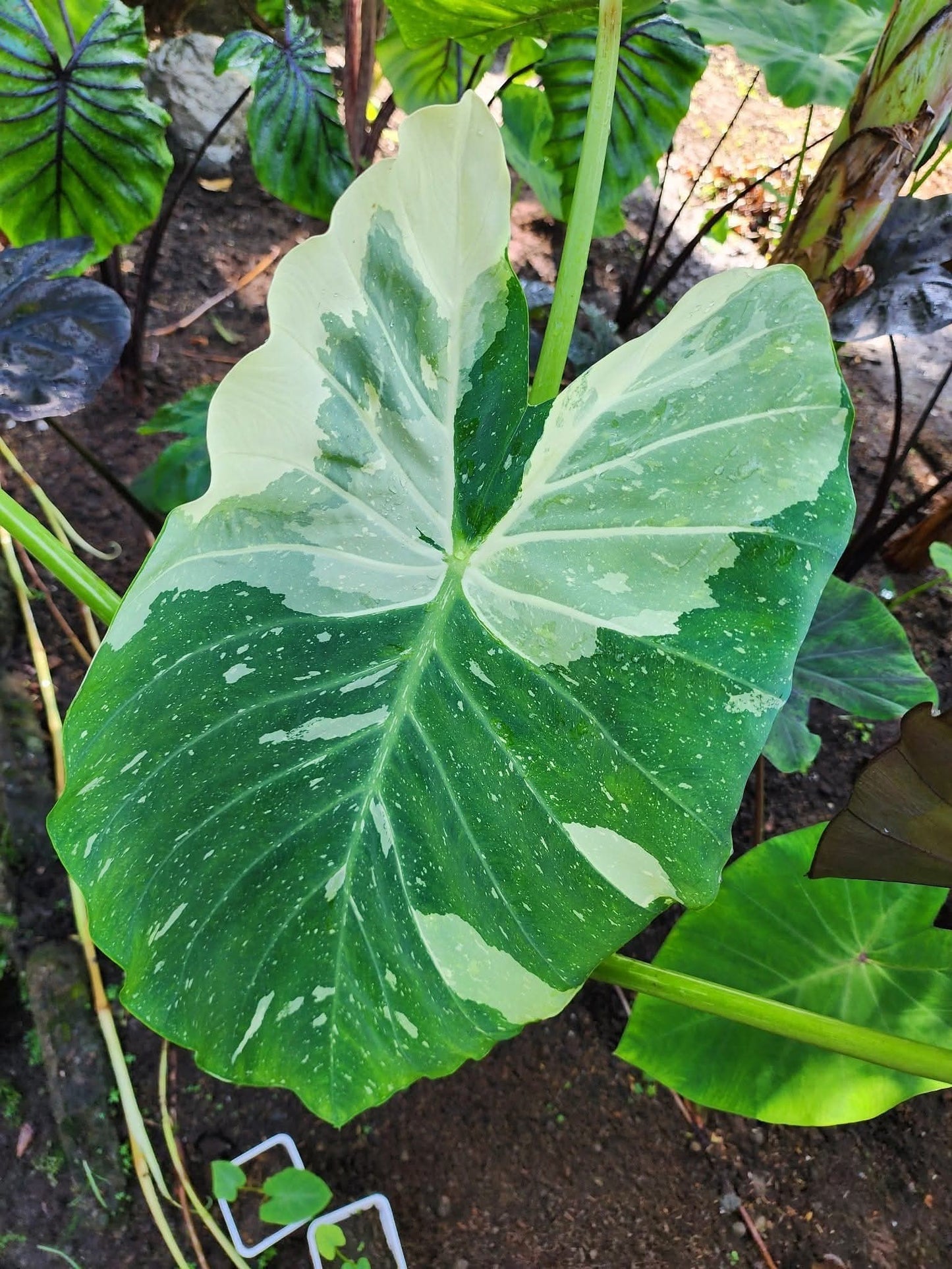 COLOCASIA MILKY WAY