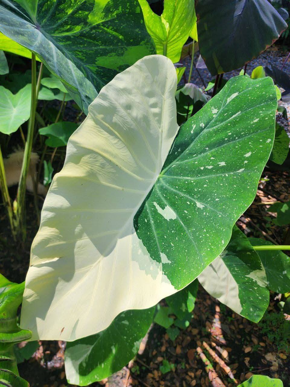 COLOCASIA MILKY WAY