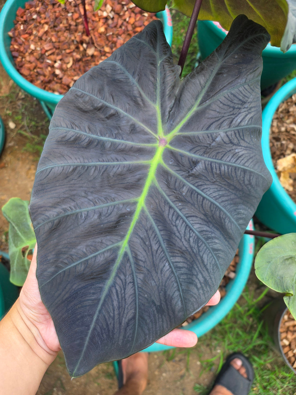 COLOCASIA DRAGON STAR