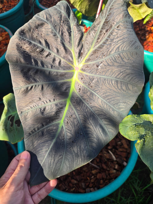 COLOCASIA DRAGON STAR