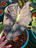 COLOCASIA DRAGON STAR
