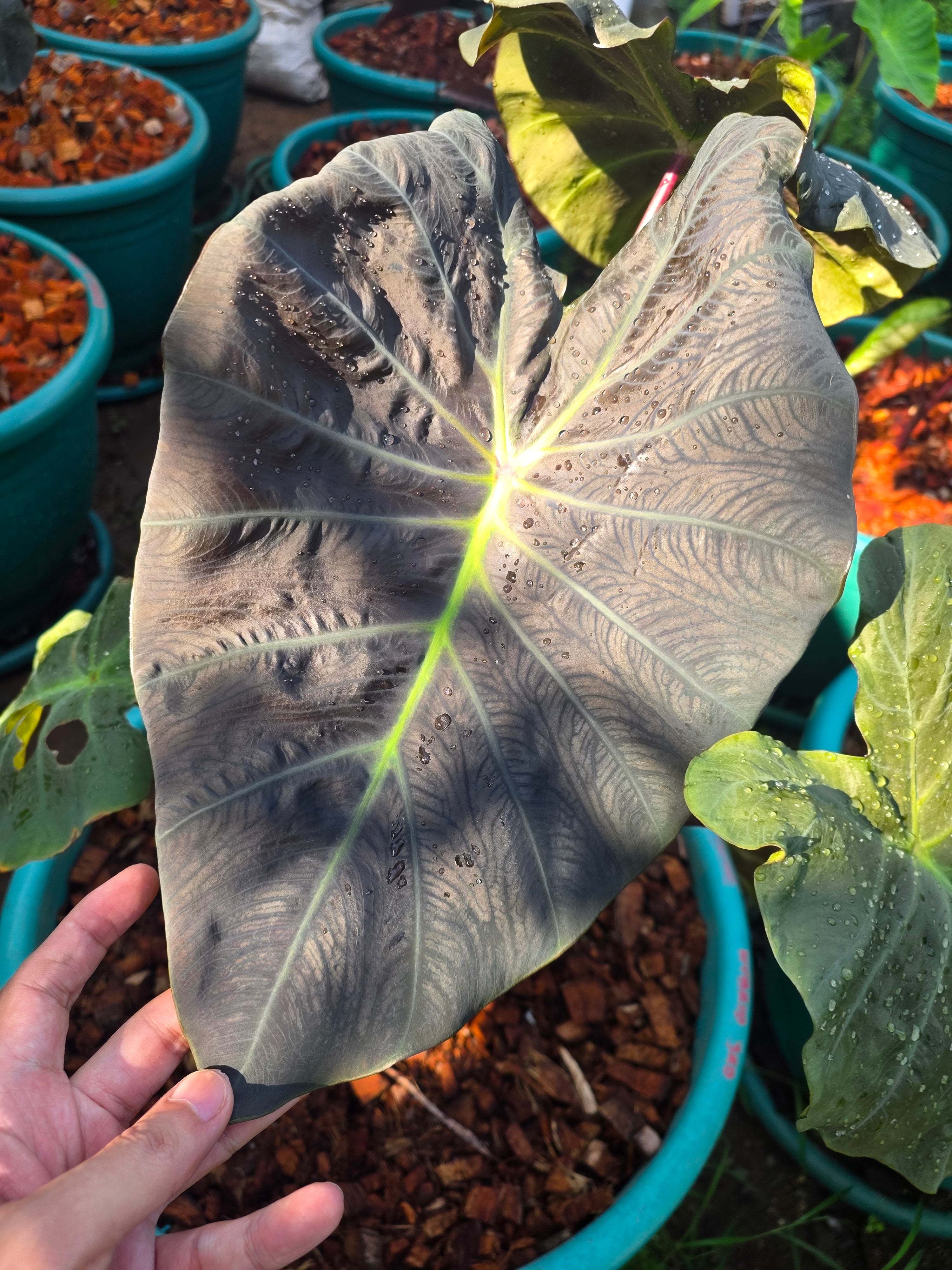 COLOCASIA DRAGON STAR