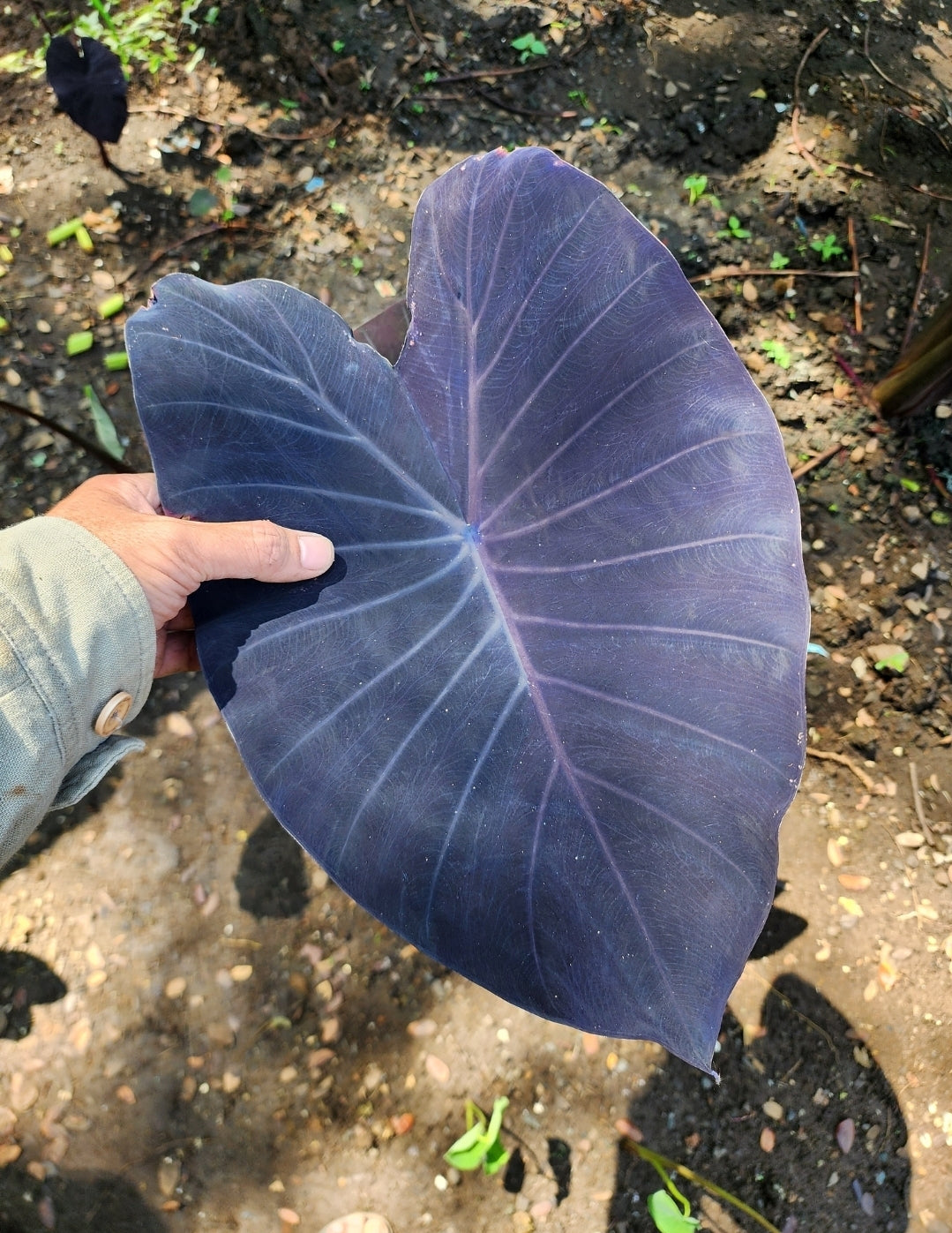 COLOCASIA JESTER