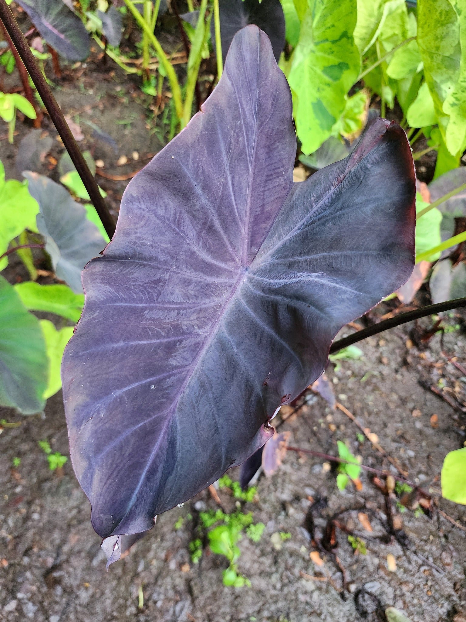 COLOCASIA JESTER