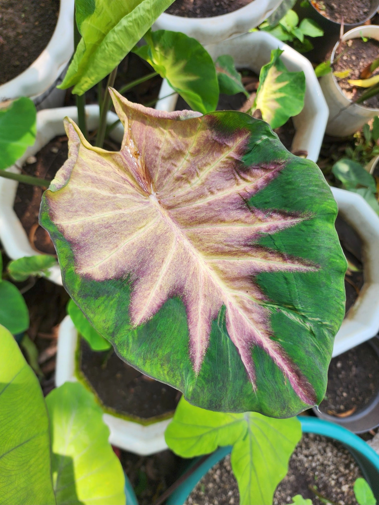 COLOCASIA FIERY PHOENIX