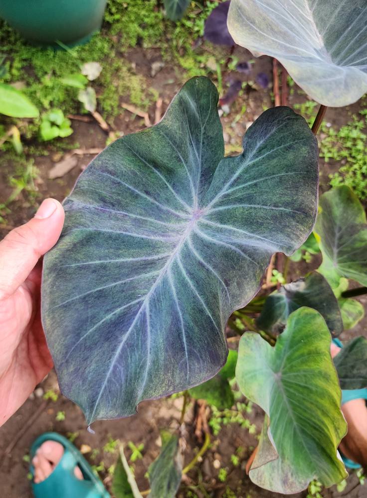 COLOCASIA AURORA