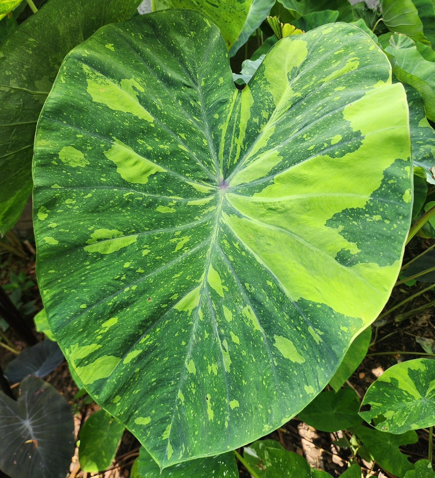 COLOCASIA LIME GECKO