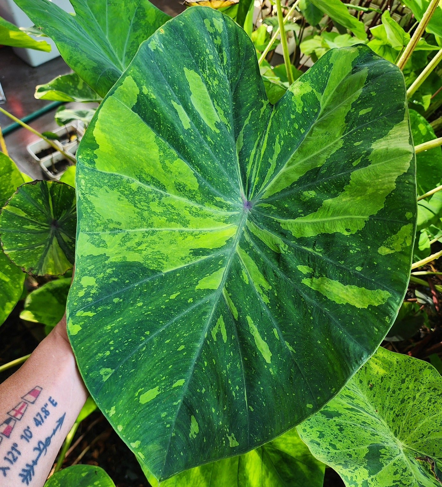 COLOCASIA LIME GECKO