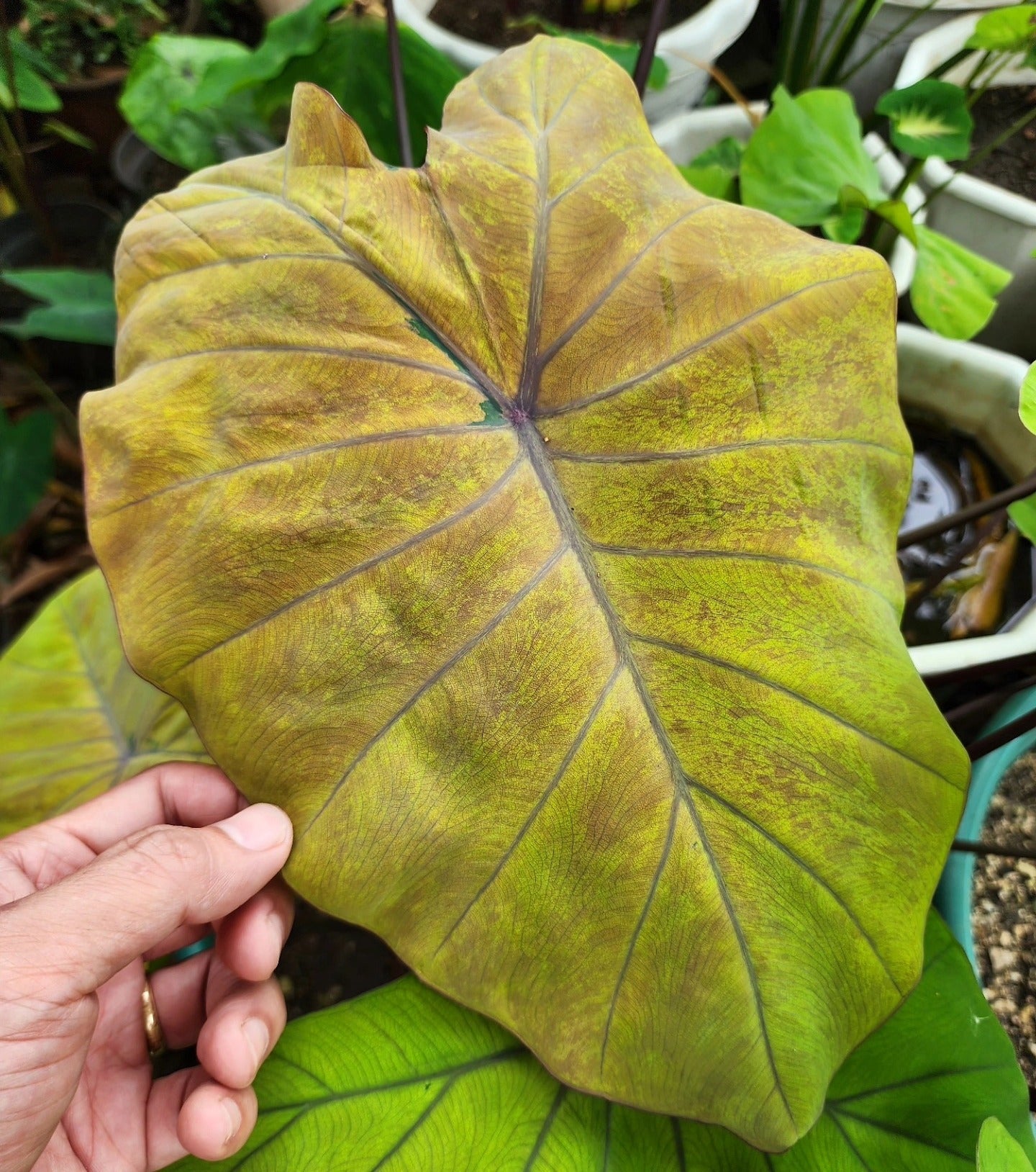 COLOCASIA CANARY