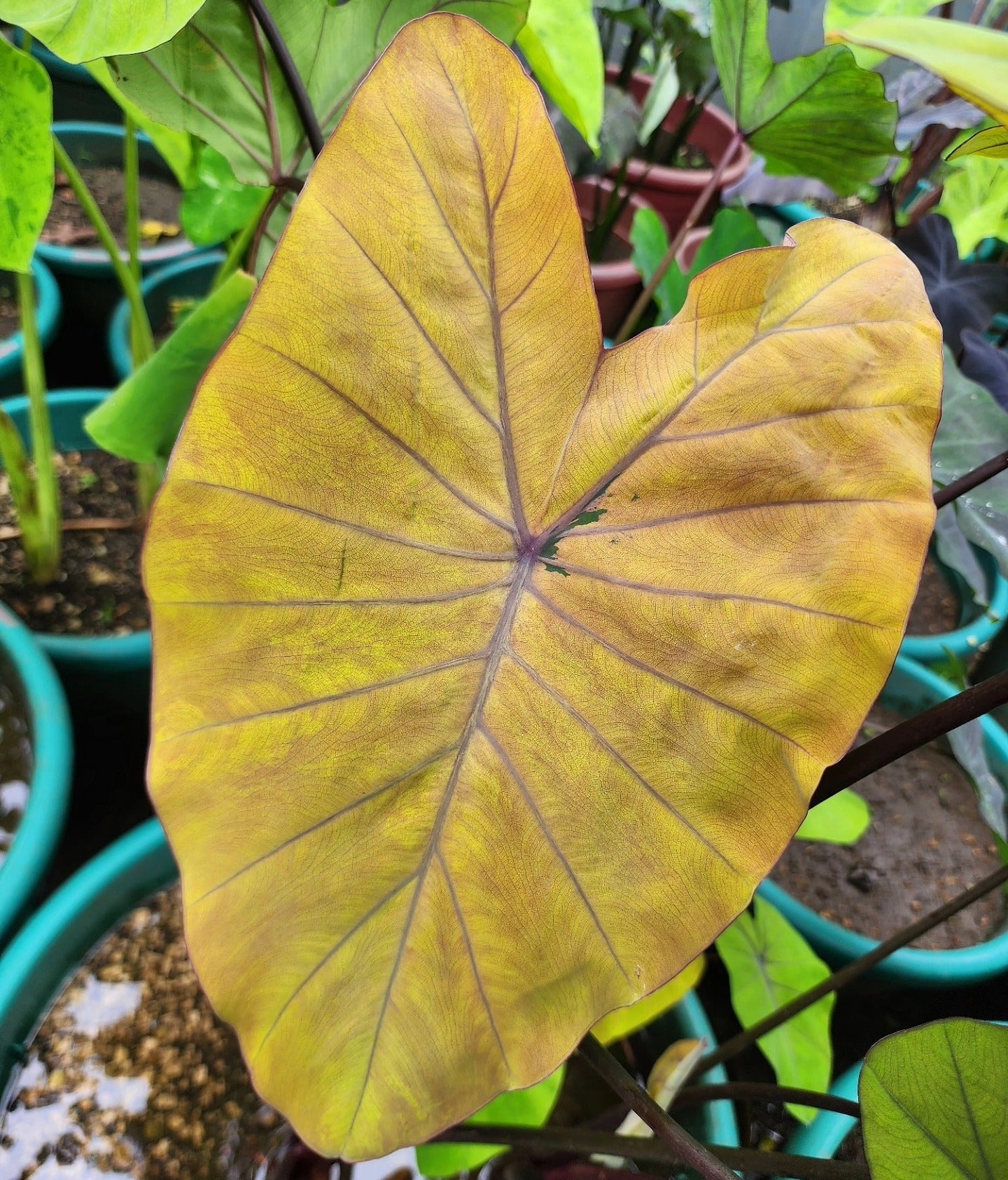 COLOCASIA CANARY