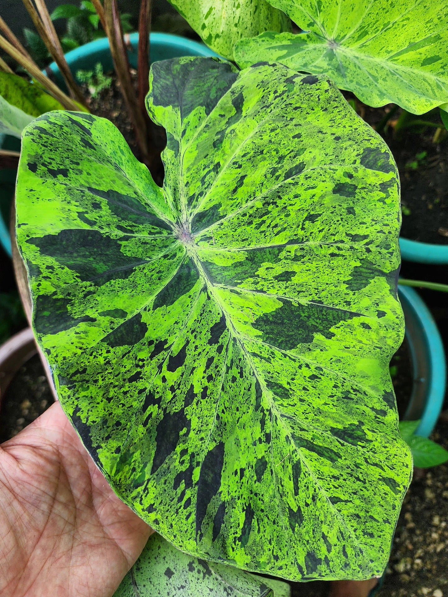COLOCASIA MOJITO