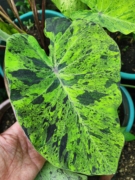 COLOCASIA MOJITO