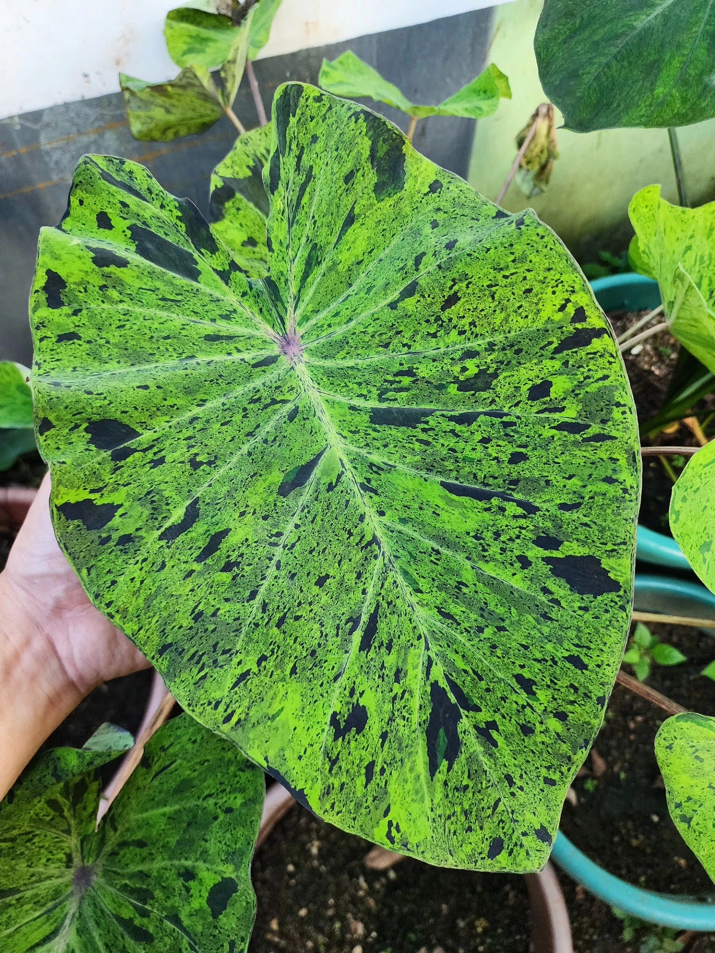 COLOCASIA MOJITO