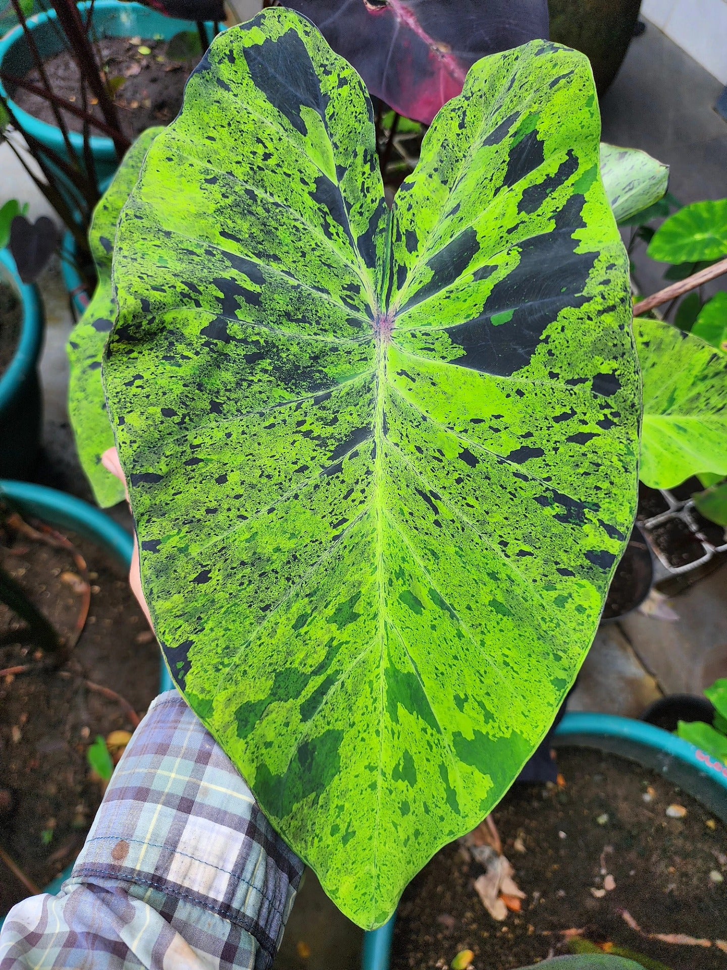 COLOCASIA MOJITO