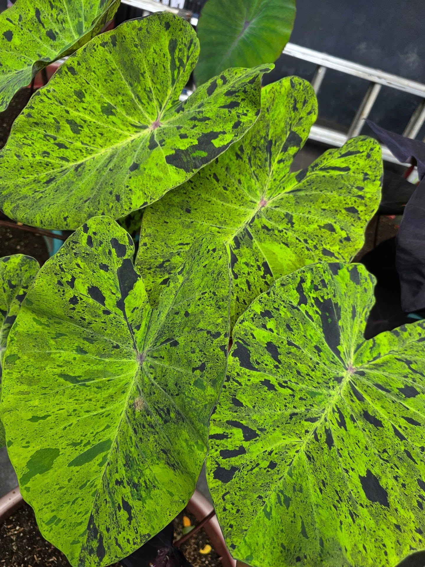 COLOCASIA MOJITO