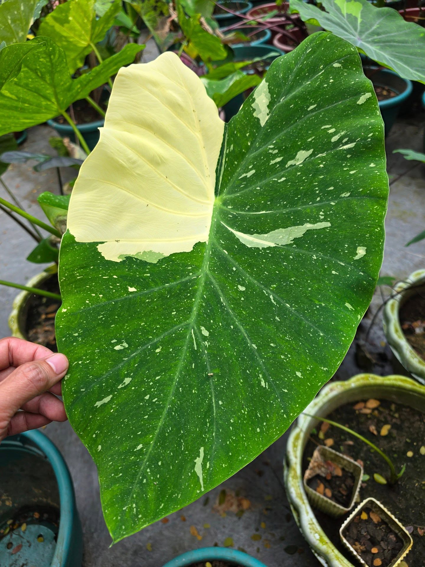 COLOCASIA MILKY WAY