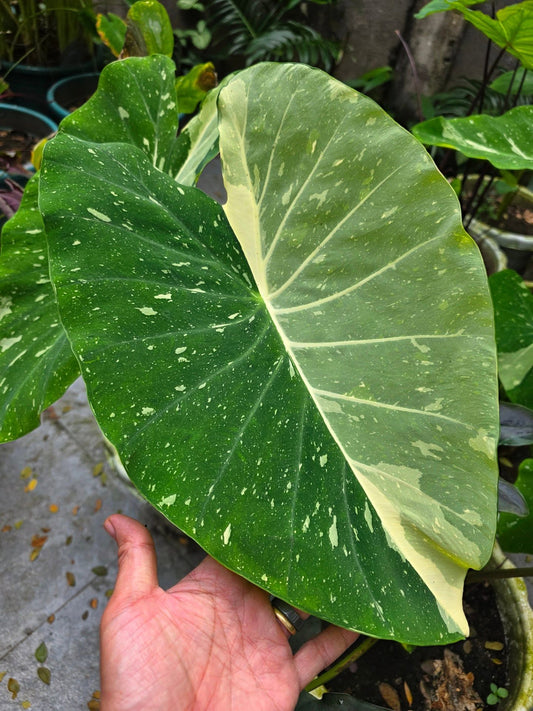 COLOCASIA MILKY WAY