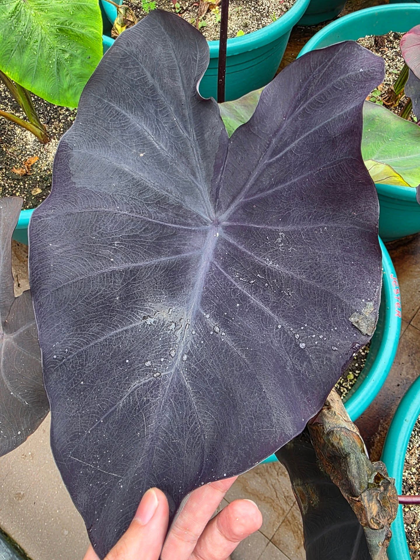 COLOCASIA JESTER