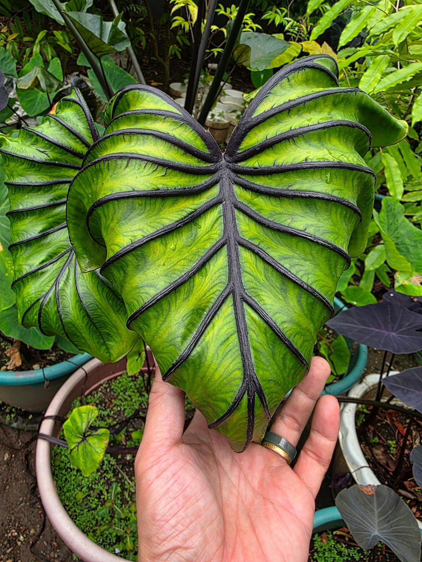 COLOCASIA PHARAOH'S MASK