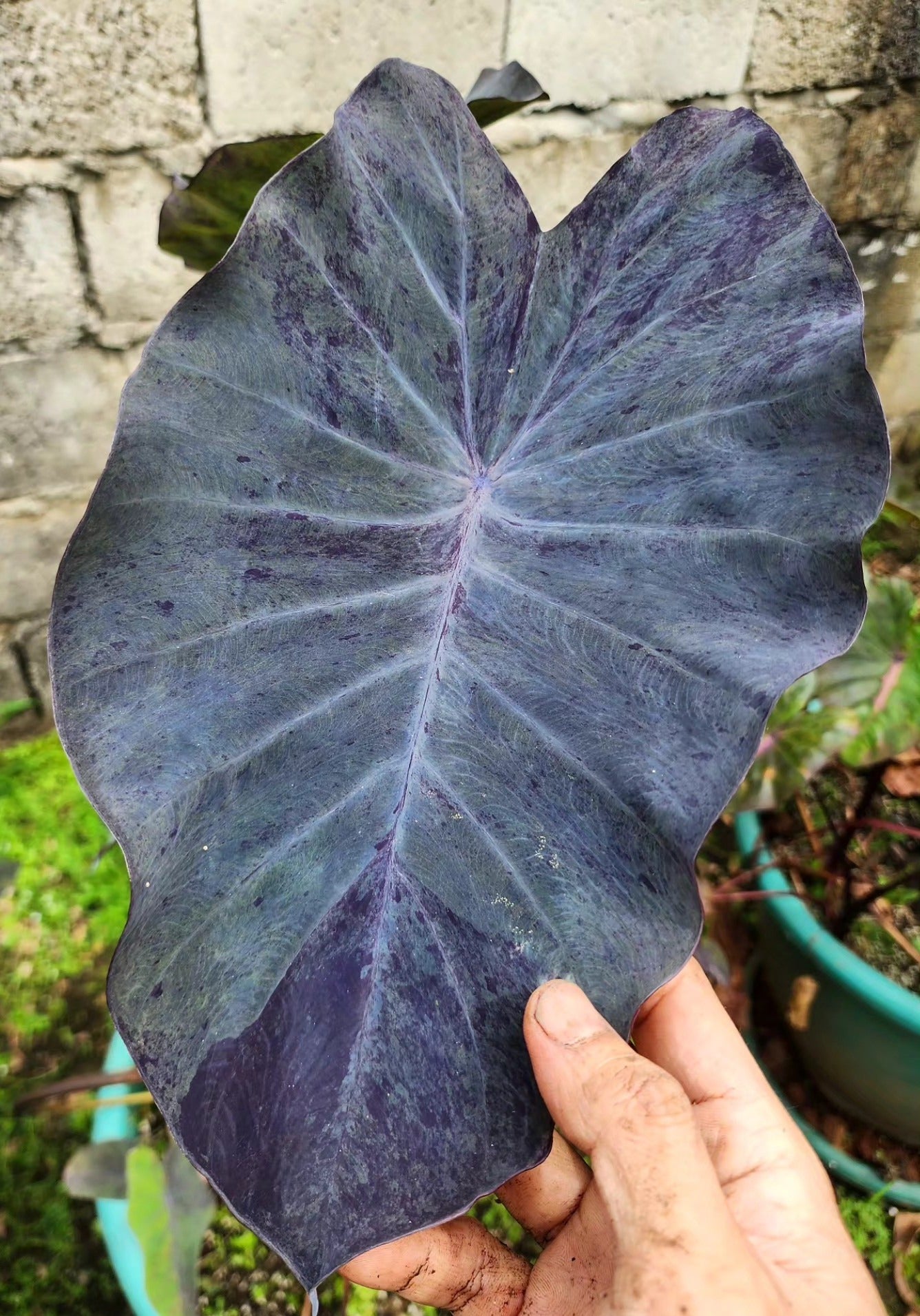COLOCASIA SPARKLE