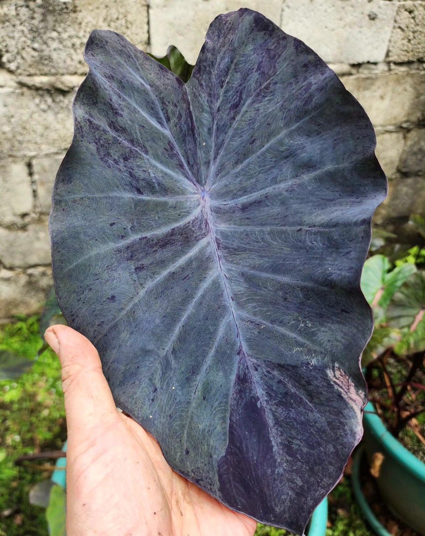 COLOCASIA SPARKLE