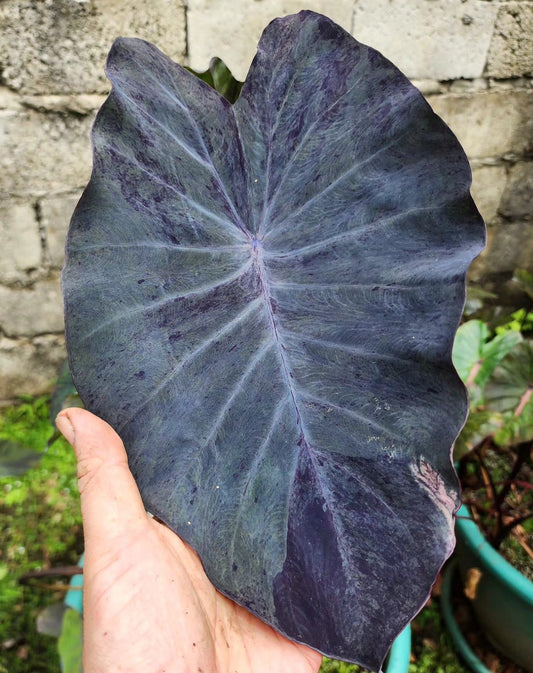 COLOCASIA SPARKLE