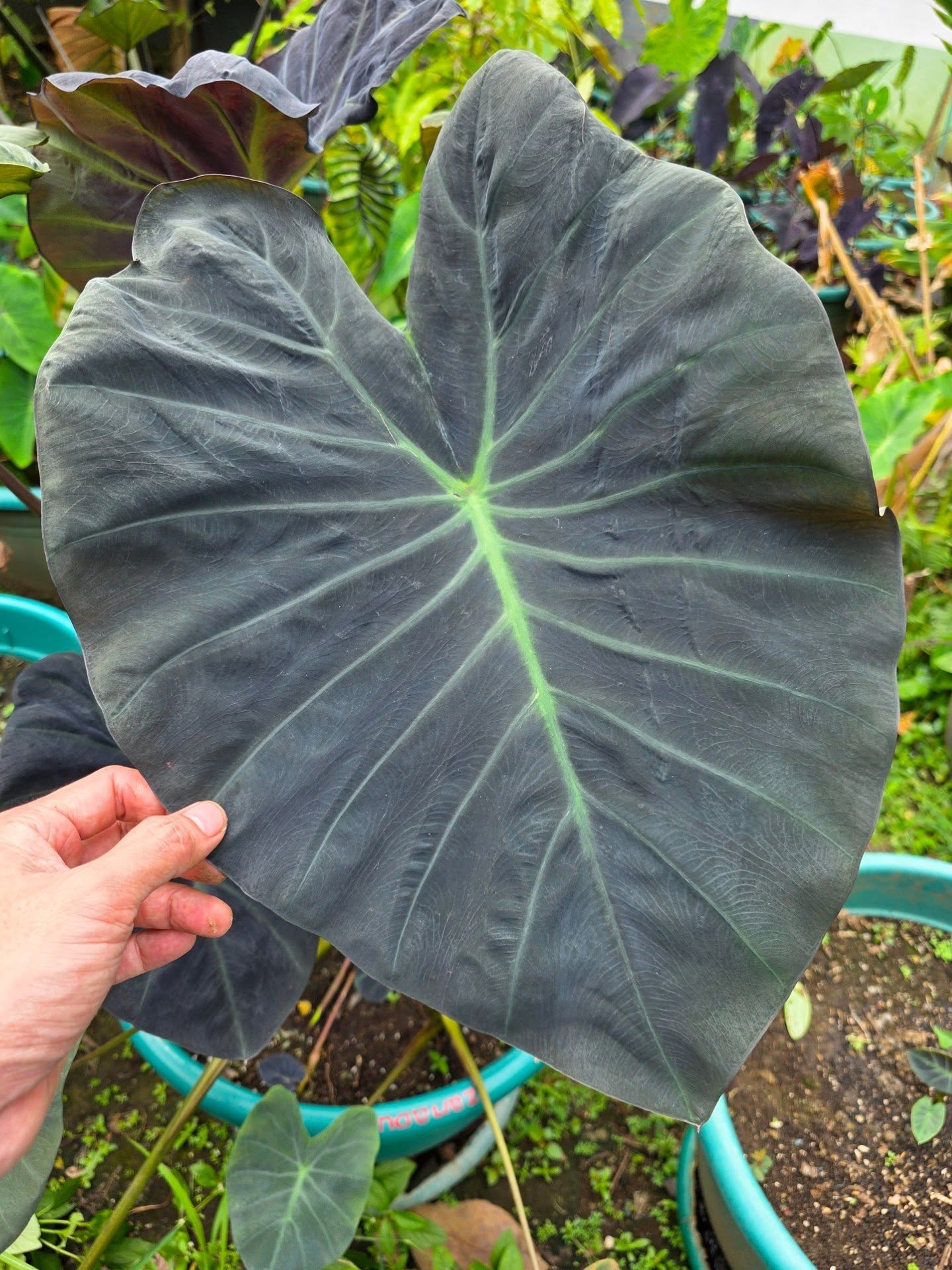 COLOCASIA ZANADU