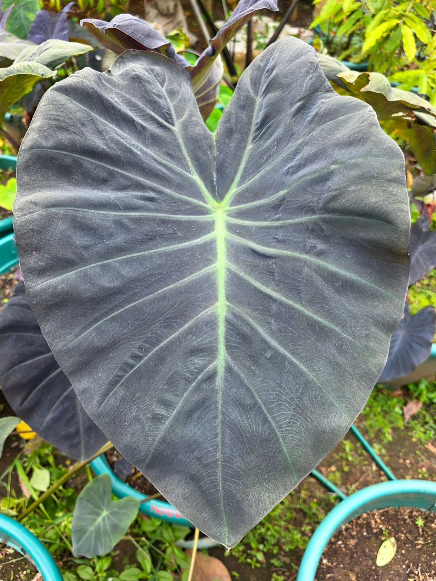 COLOCASIA ZANADU