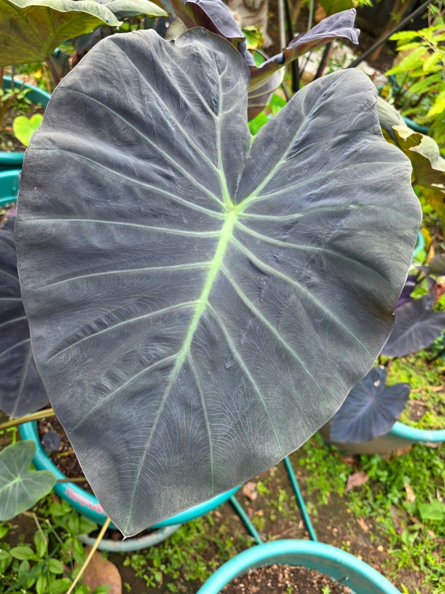 COLOCASIA ZANADU