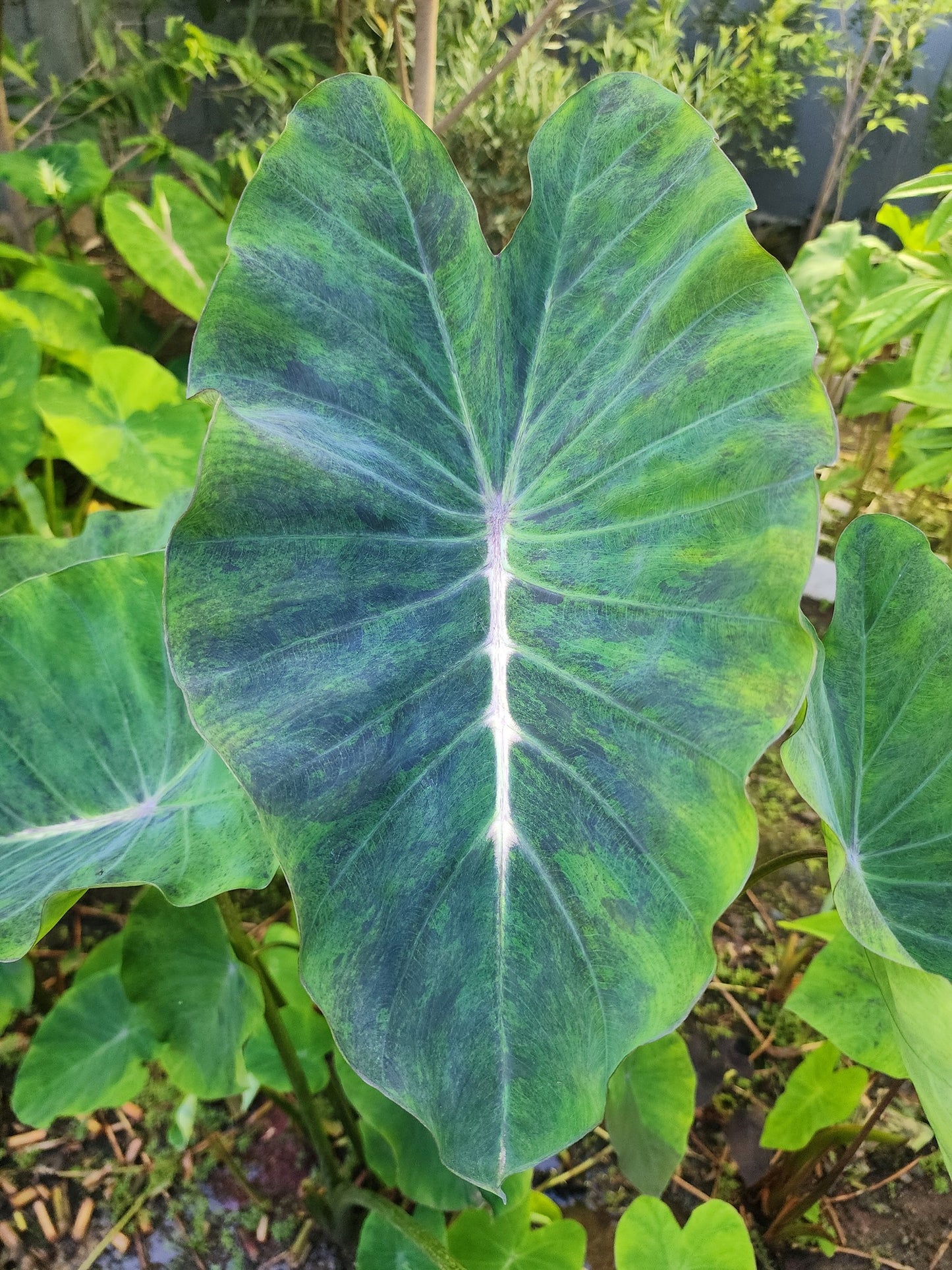 COLOCASIA POISON IVY