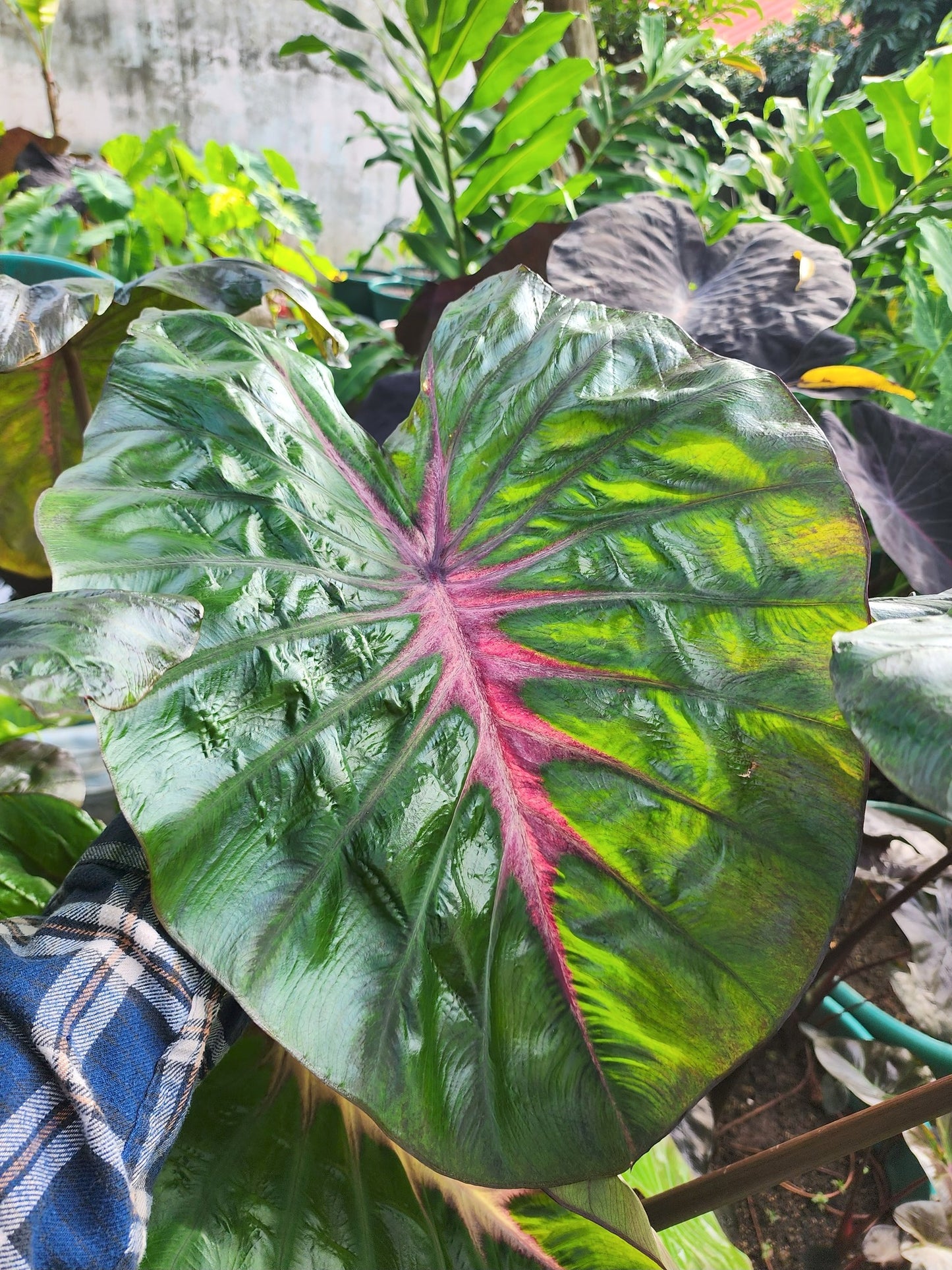 COLOCASIA WATERMELON