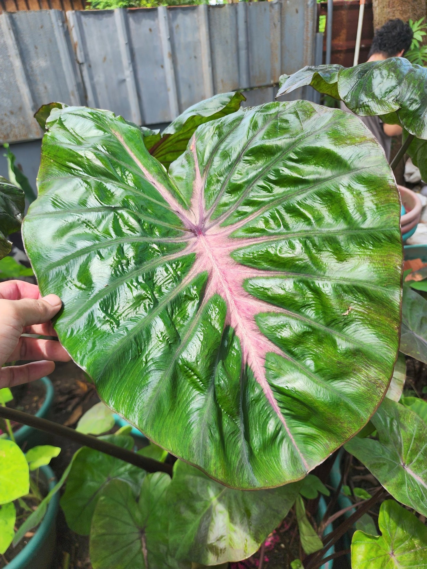 COLOCASIA WATERMELON