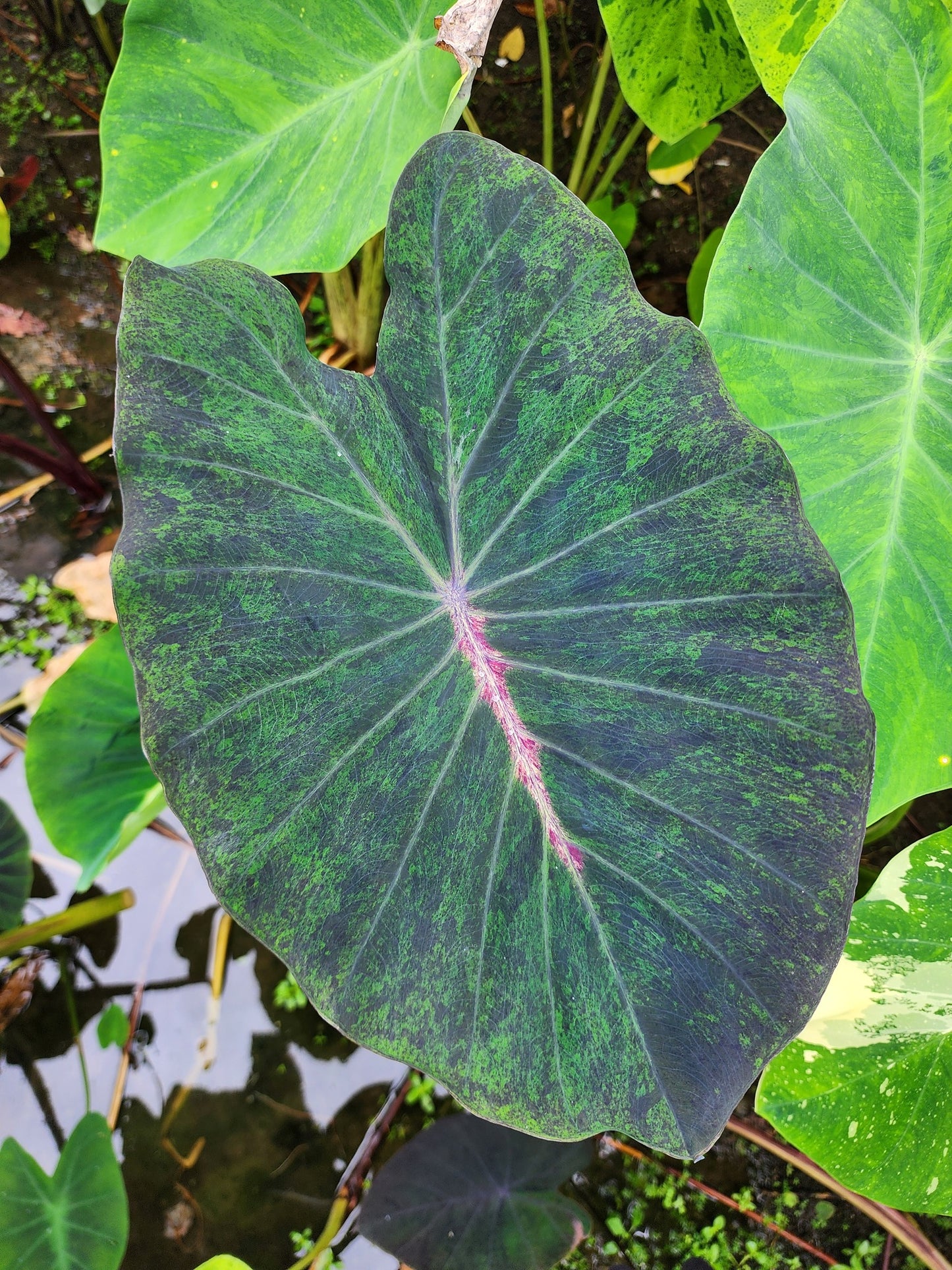 COLOCASIA POISON IVY