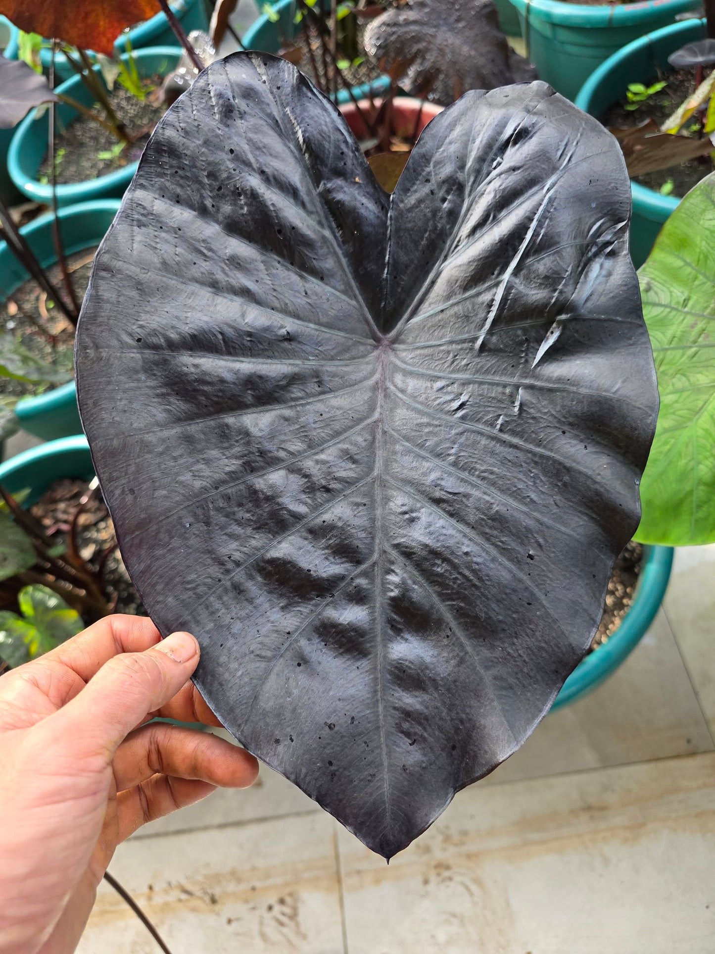 COLOCASIA PANDORA