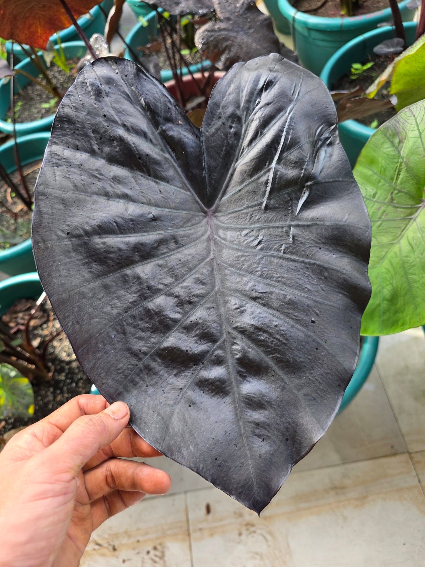 COLOCASIA PANDORA
