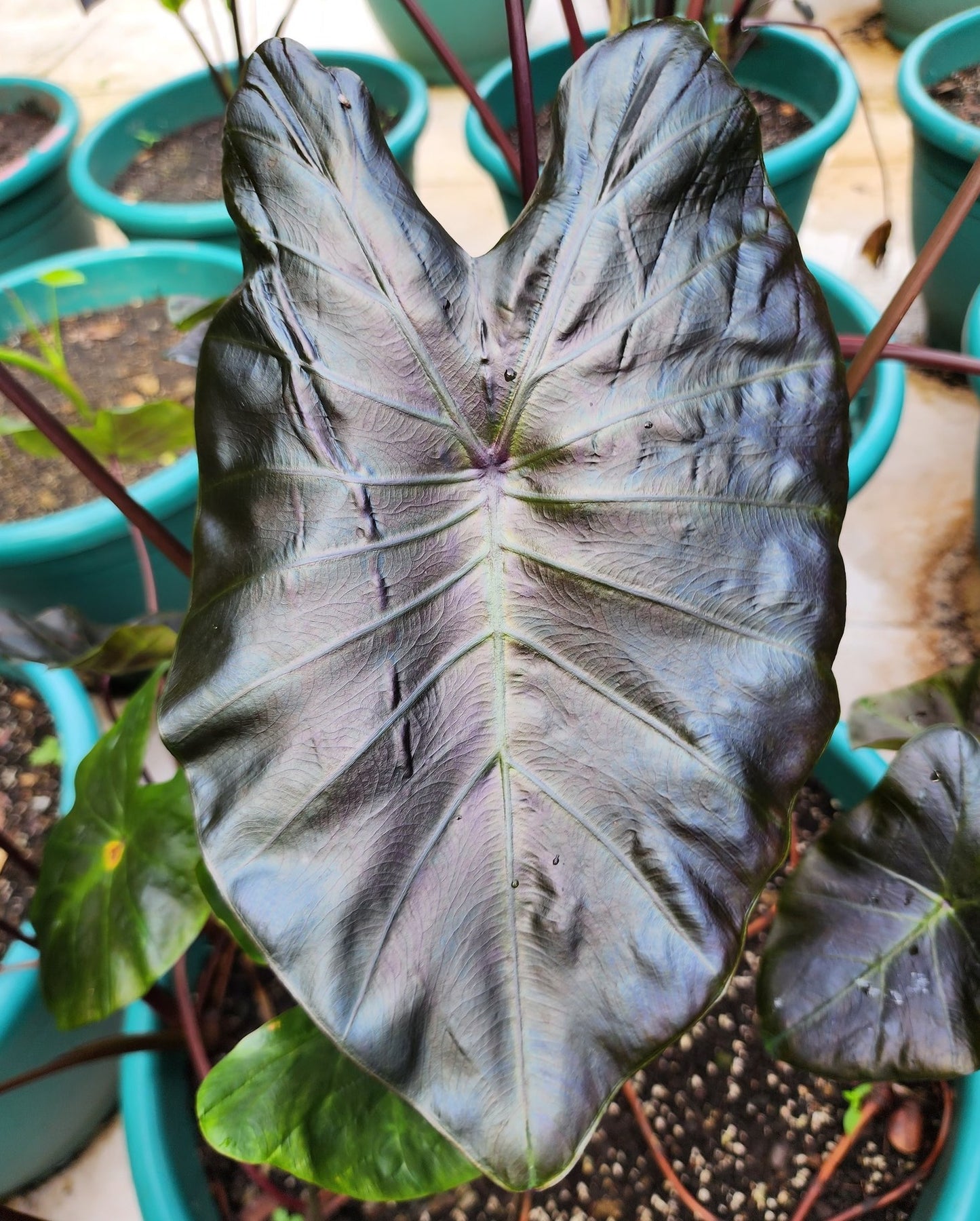 COLOCASIA ARGON