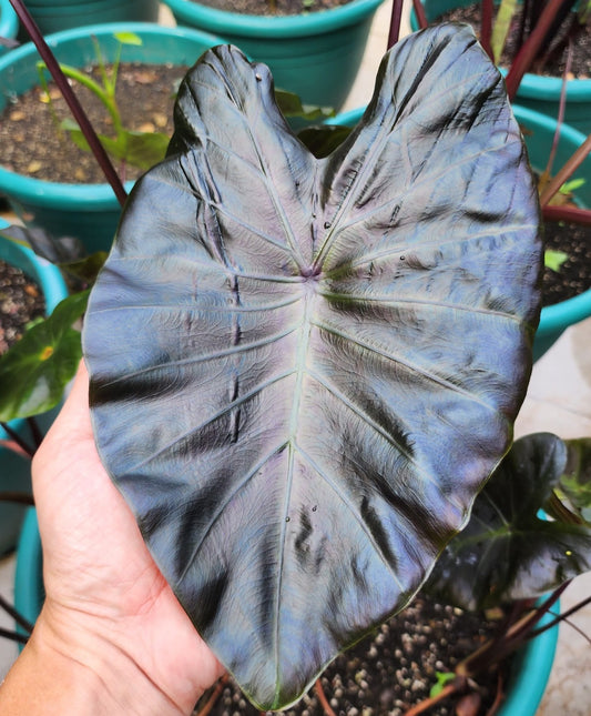 COLOCASIA ARGON