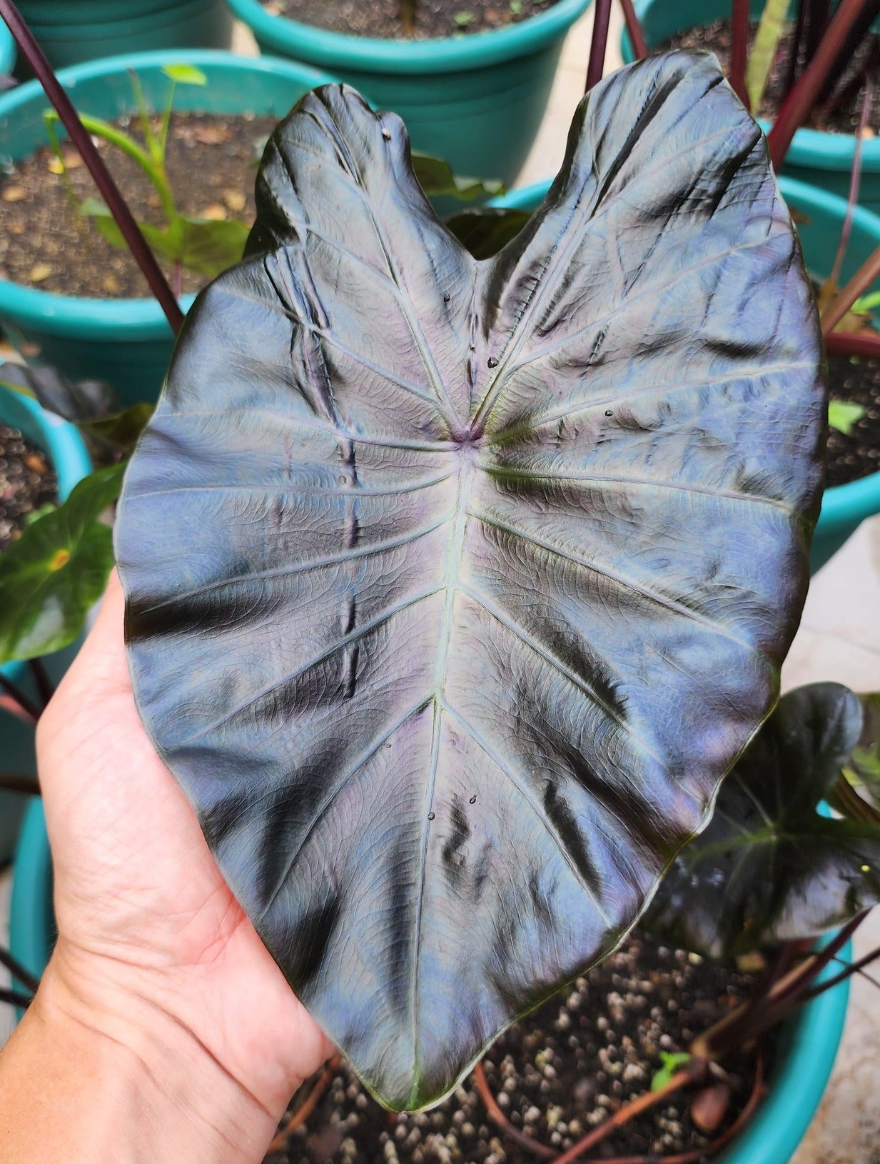 COLOCASIA ARGON