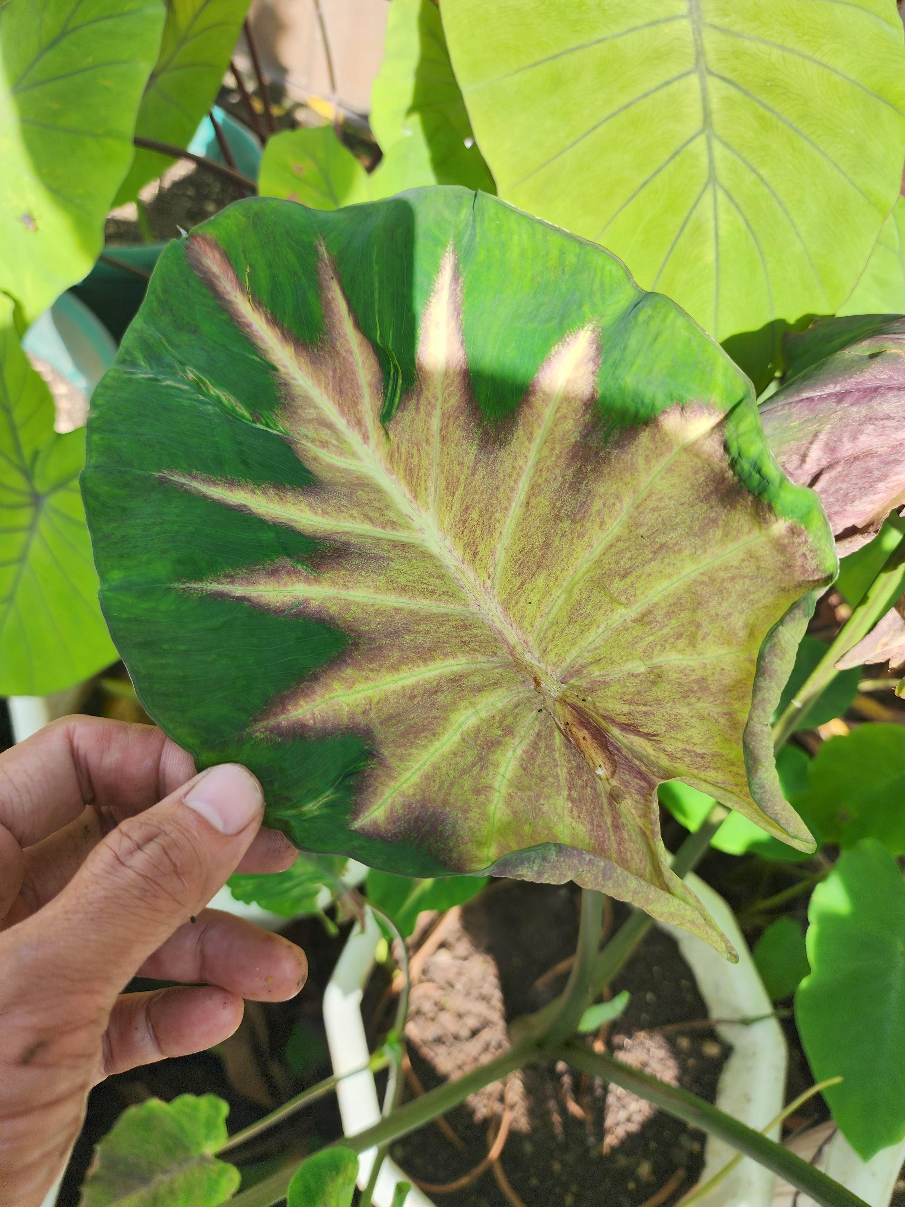 COLOCASIA FIERY PHOENIX
