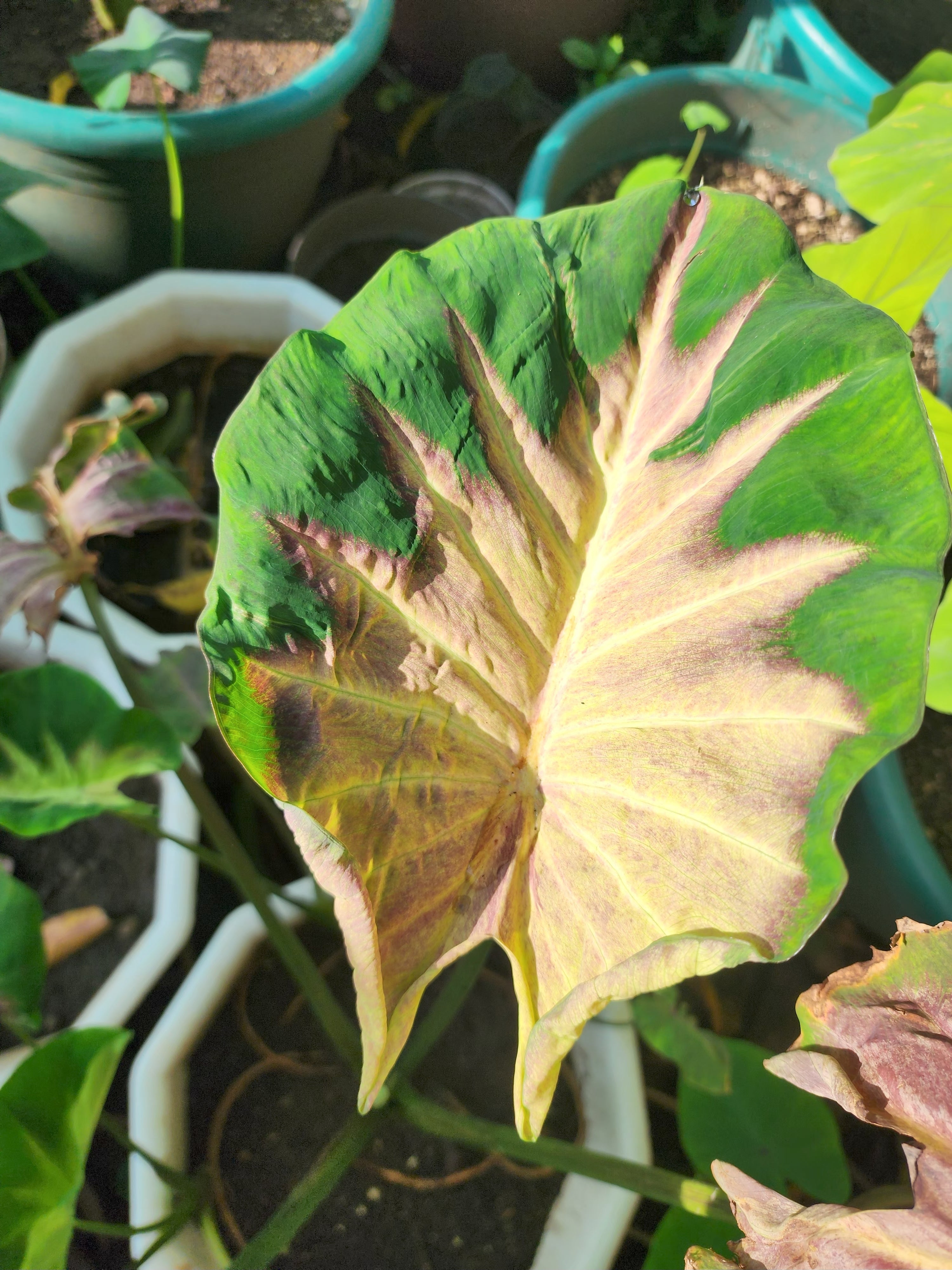 COLOCASIA FIERY PHOENIX