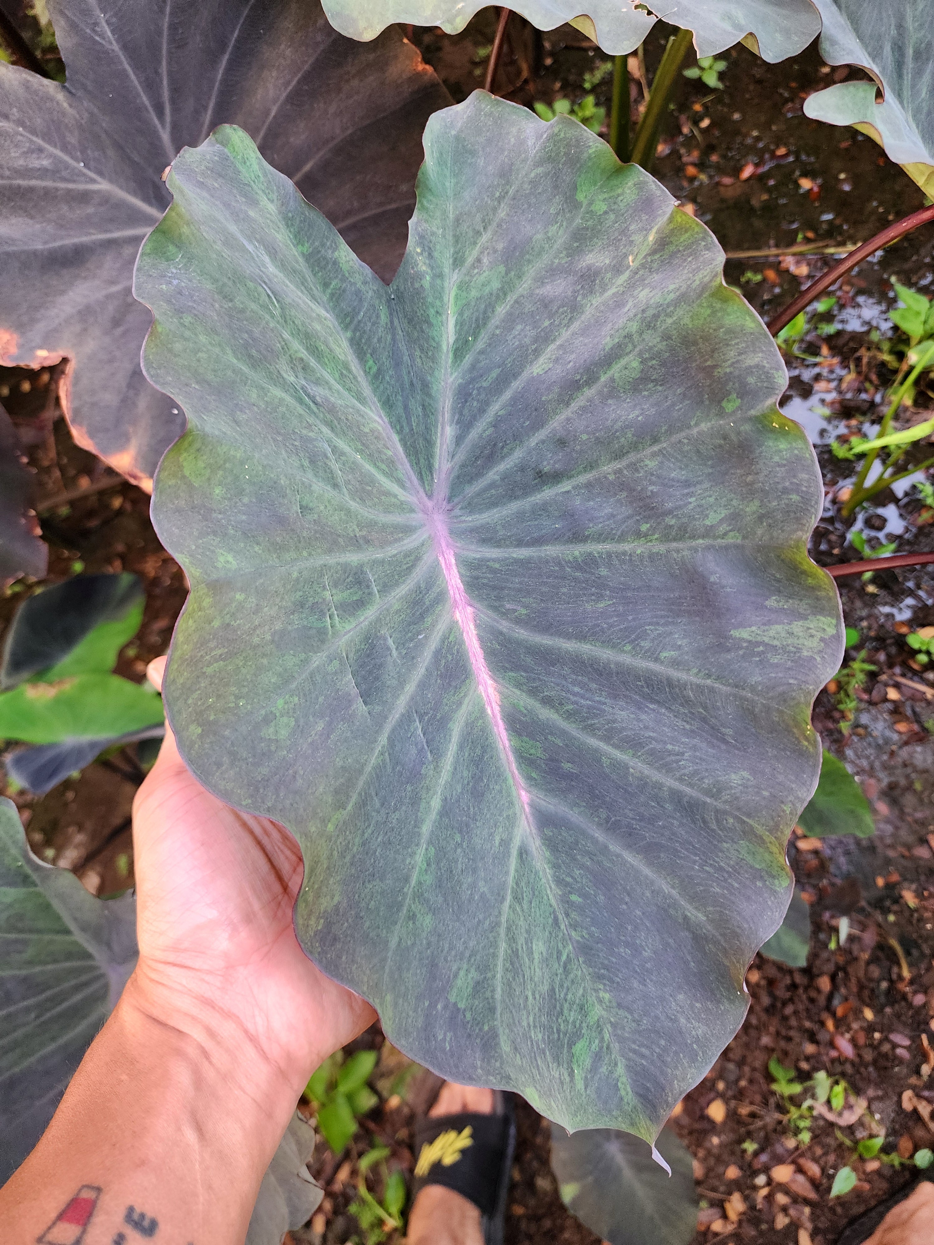 COLOCASIA ATLANTIS
