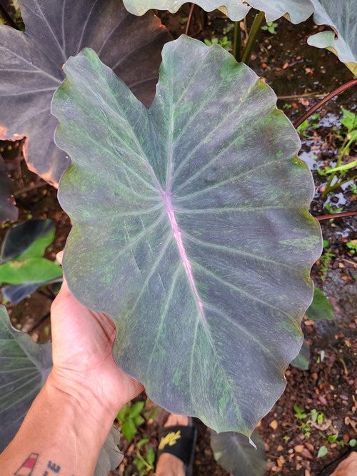 COLOCASIA ATLANTIS