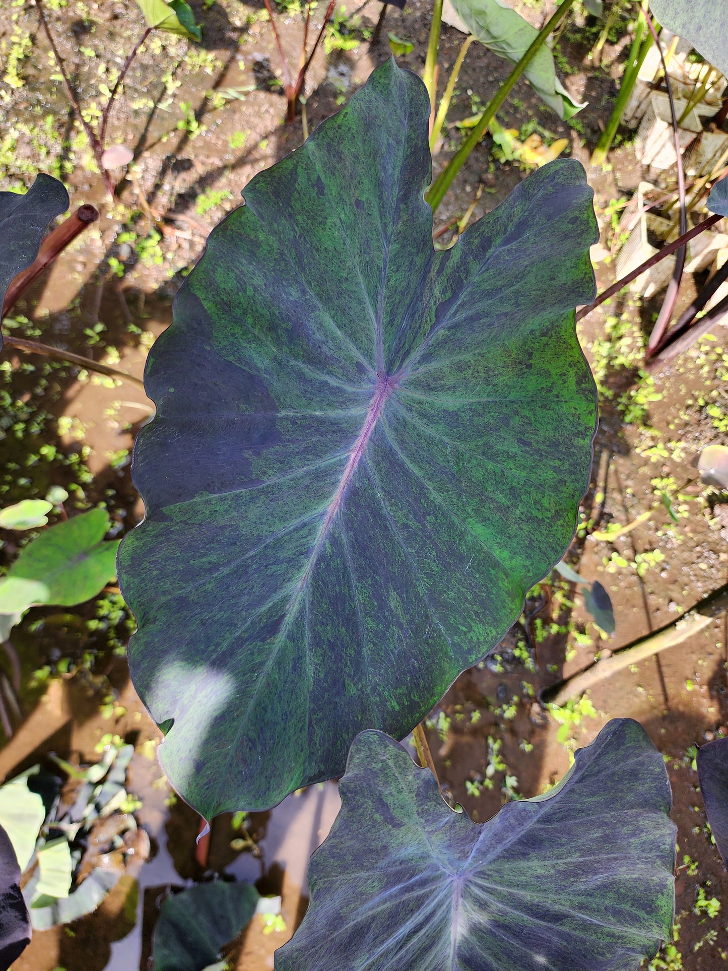 COLOCASIA ATLANTIS