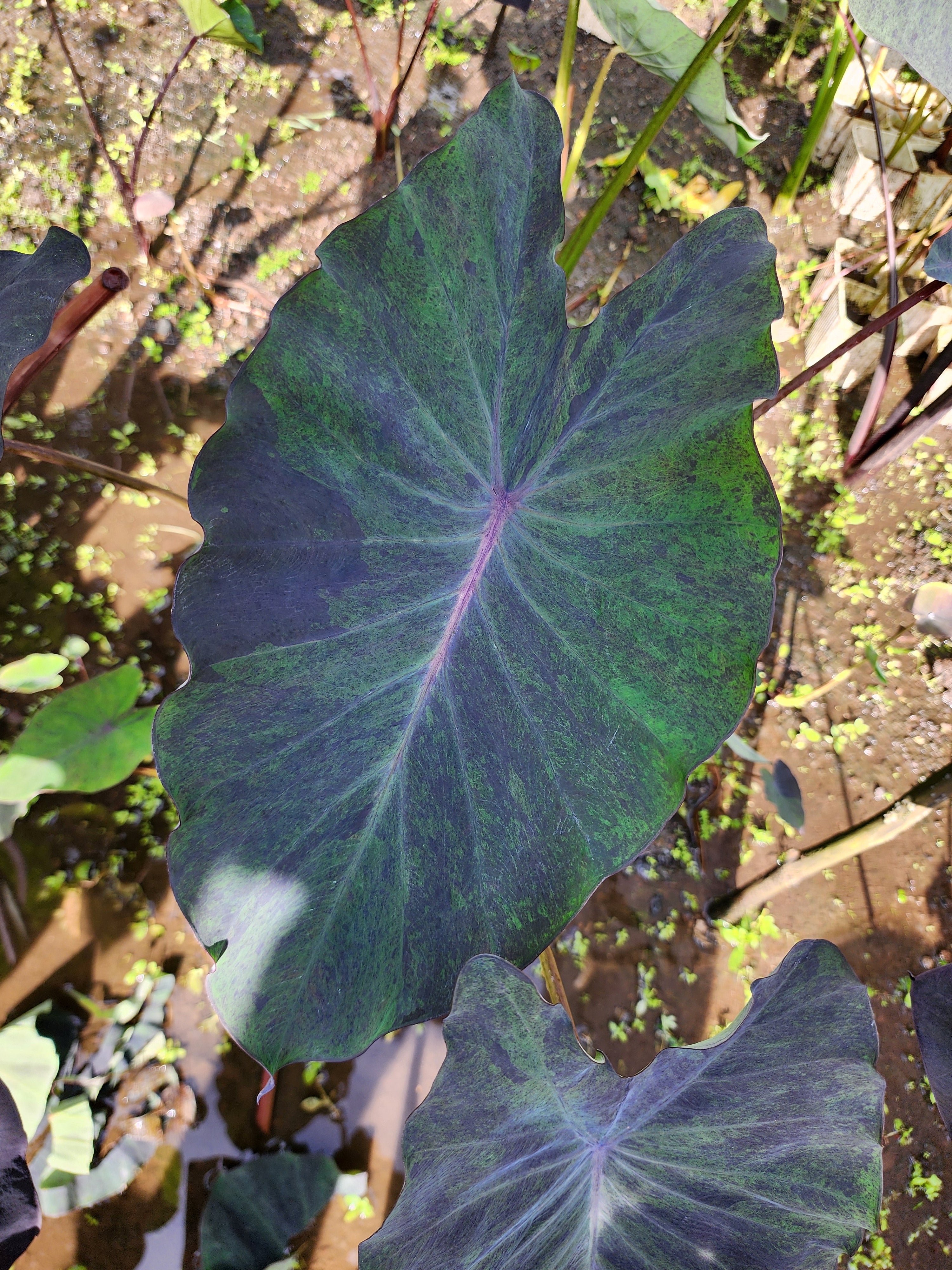 COLOCASIA ATLANTIS