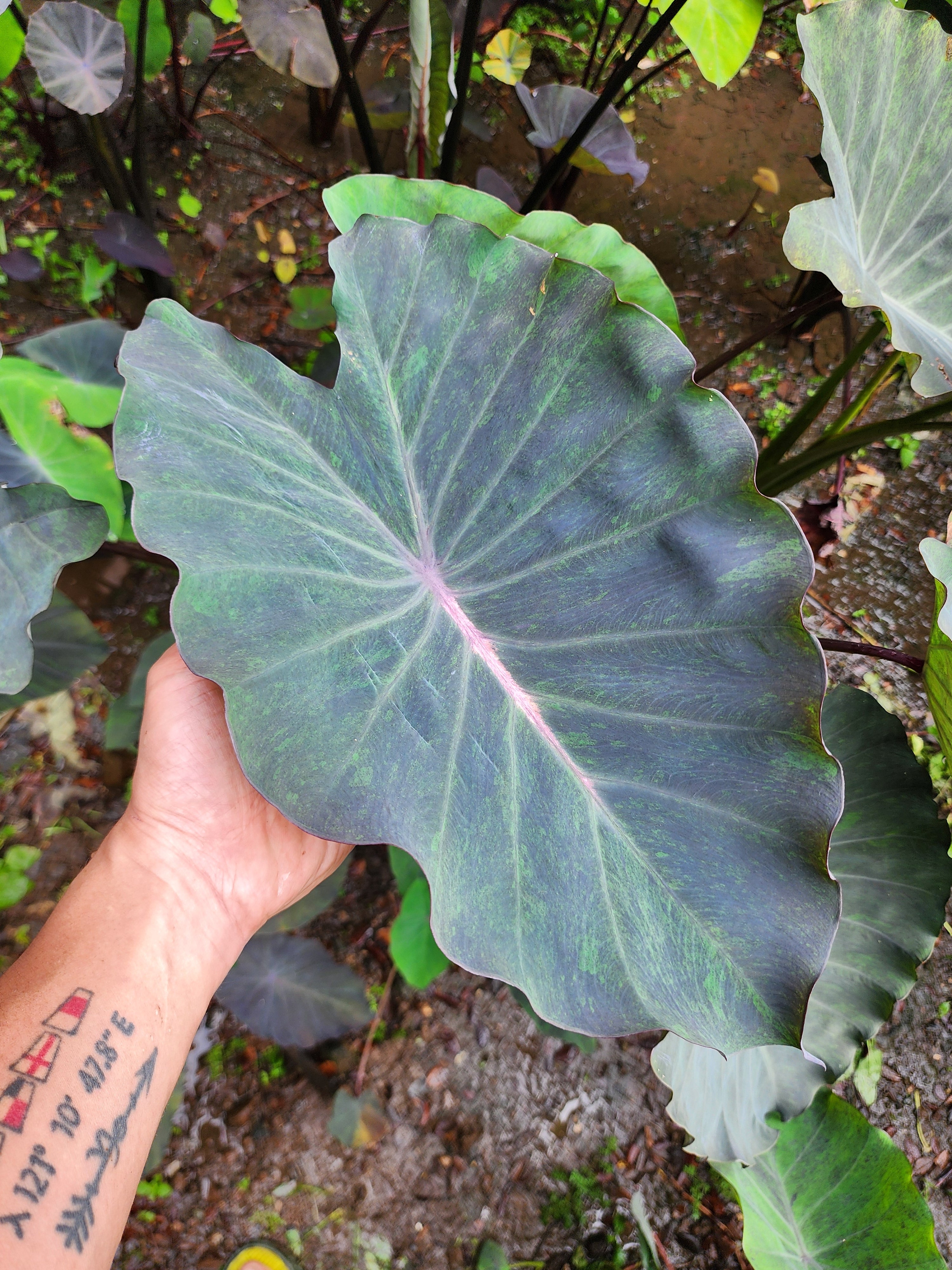 COLOCASIA ATLANTIS