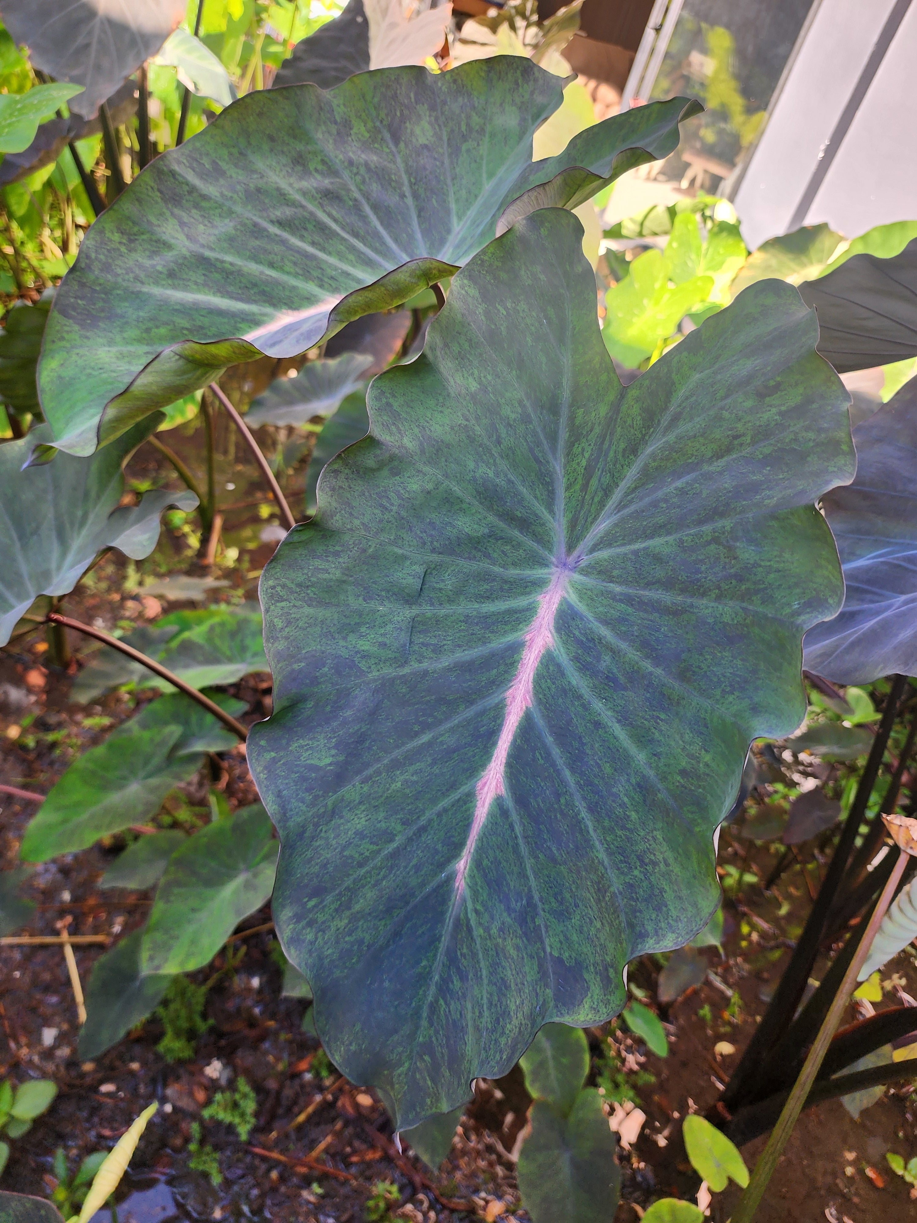 COLOCASIA ATLANTIS