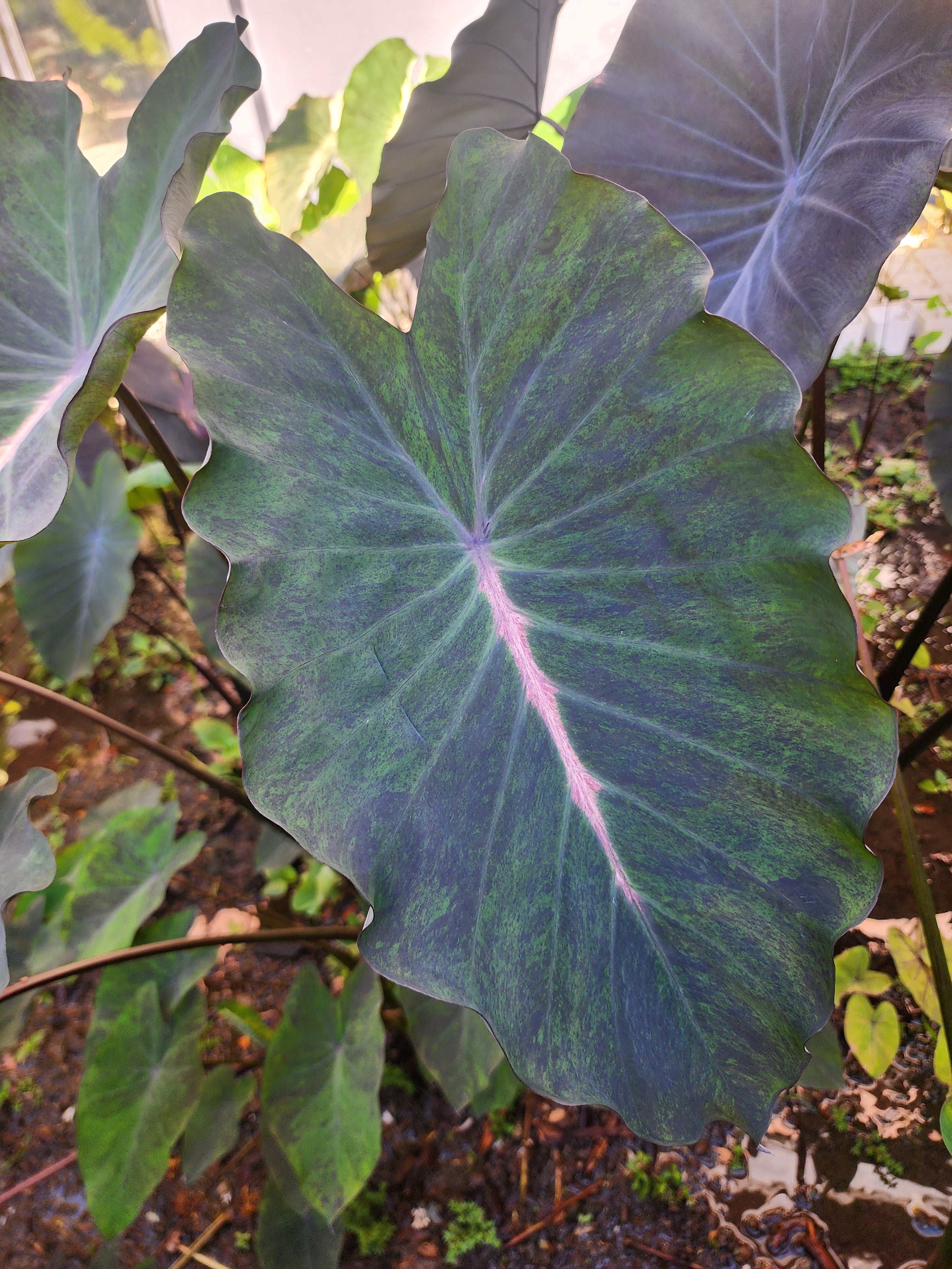 COLOCASIA ATLANTIS