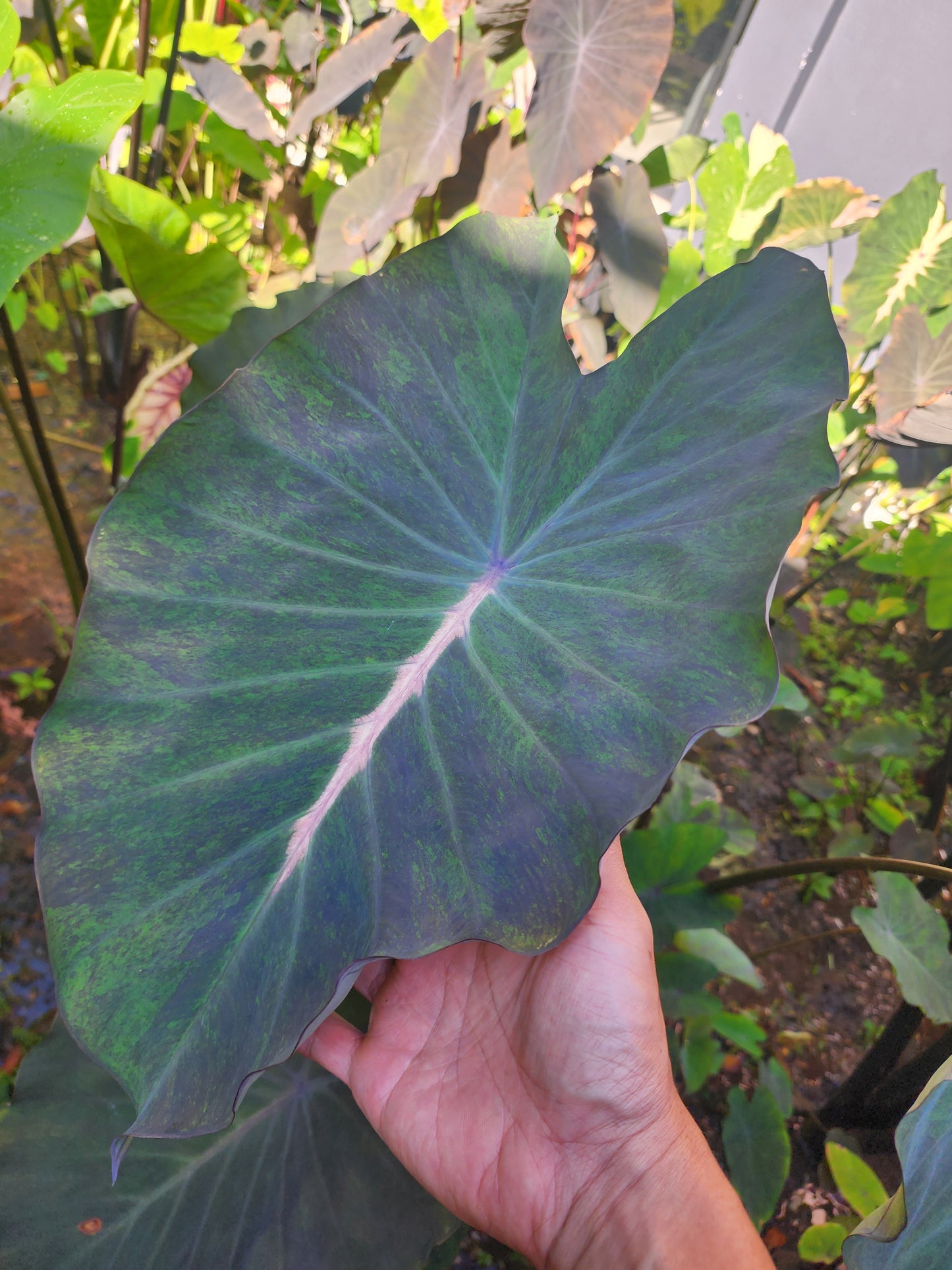 COLOCASIA ATLANTIS