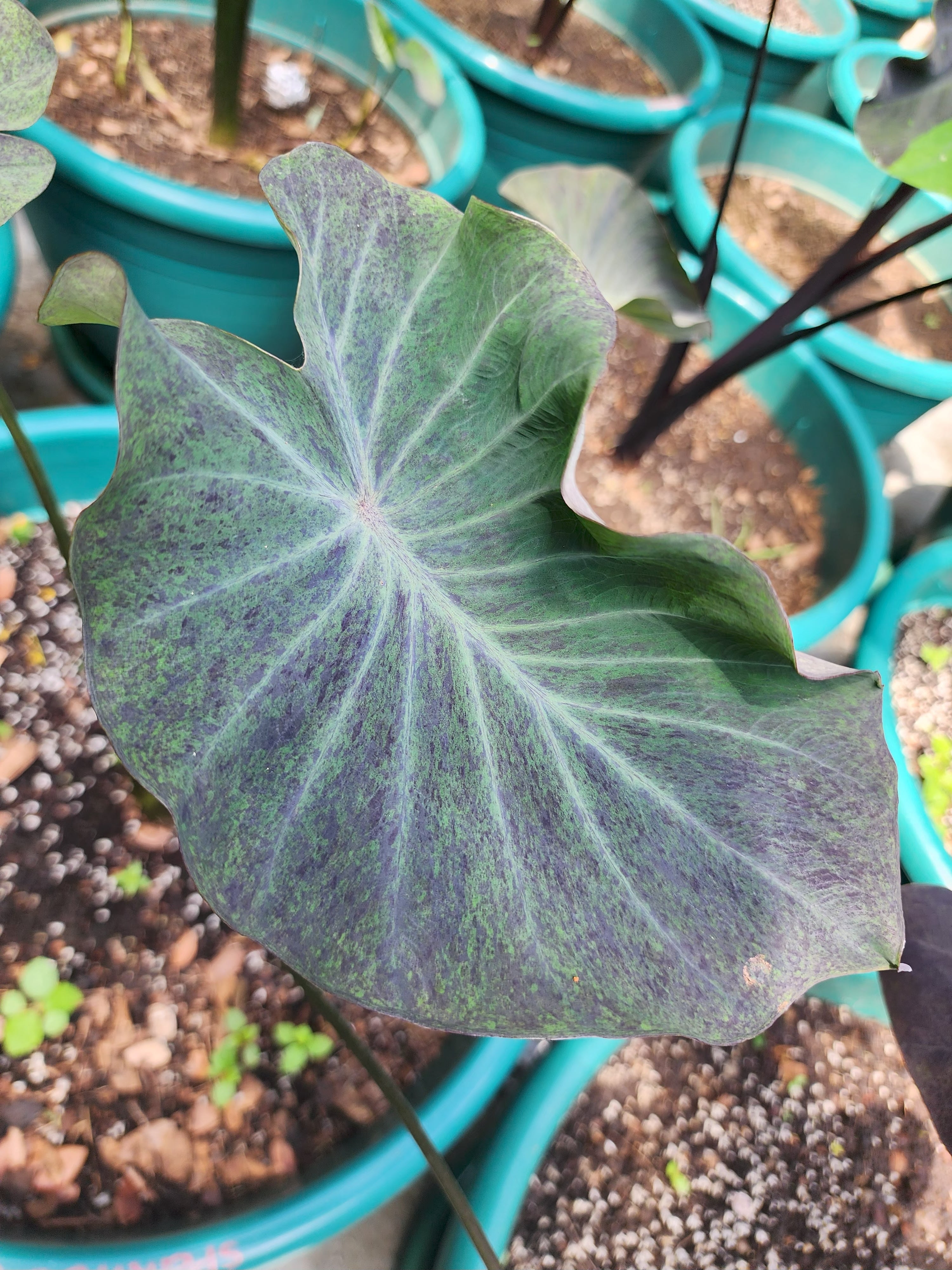 COLOCASIA AURORA