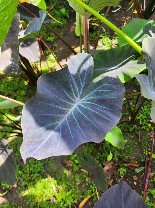 COLOCASIA AURORA